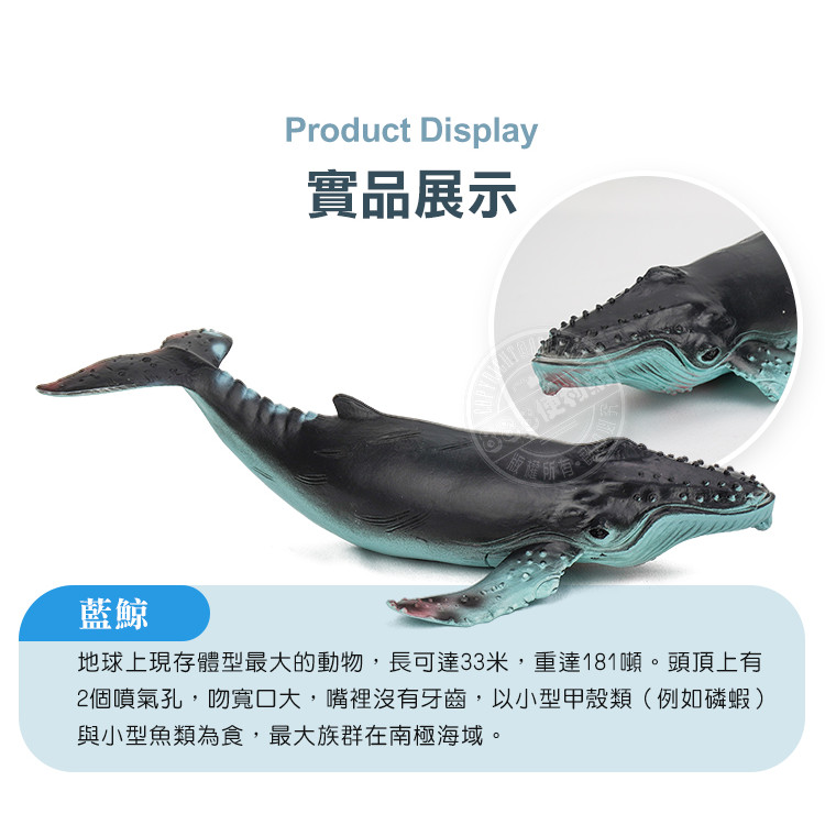 5入海洋鯨豚鯊魚模型(中型)(軟材質)(安全塑料)(HY8006)