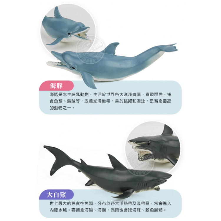 5入海洋鯨豚鯊魚模型(中型)(軟材質)(安全塑料)(HY8006)